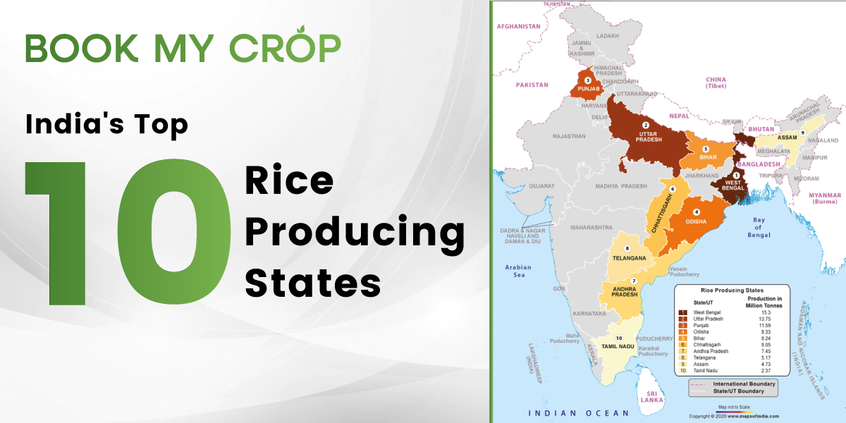 india-s-top-10-rice-producing-states